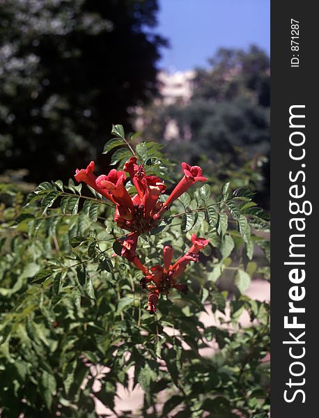 Blossoming trumpet creeper in madrid's botanical garden; scan o slide kodak elite chrome ed200 using nikon super coolscan 8000ed