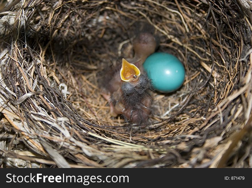 A baby mocking bird asking for food. A baby mocking bird asking for food