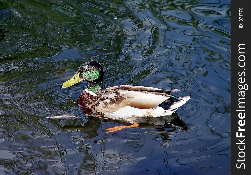 Swimming duck in the pond. Swimming duck in the pond.