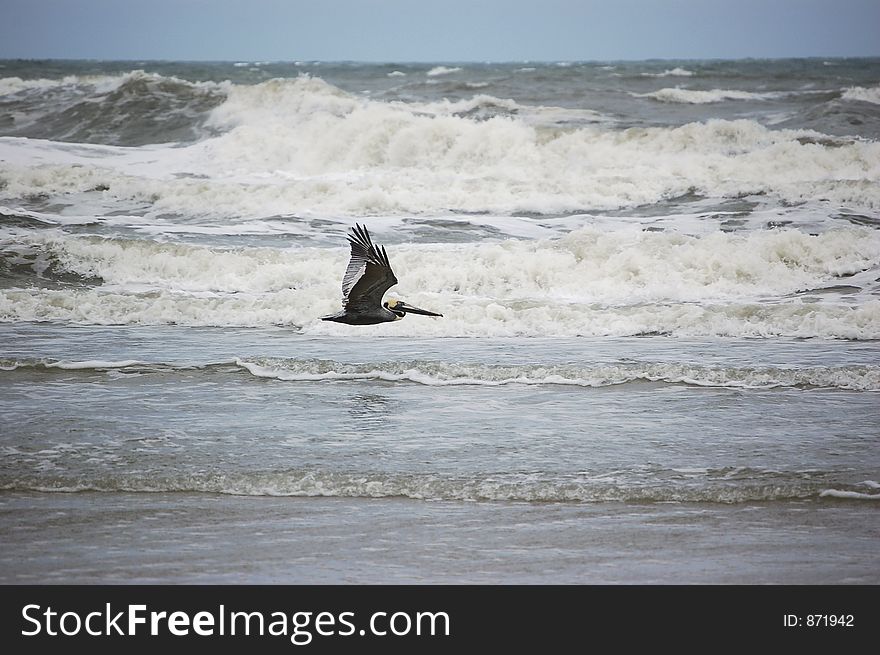 A pelican glides over the surf at Ponce Inlet Beach, Florida. A pelican glides over the surf at Ponce Inlet Beach, Florida