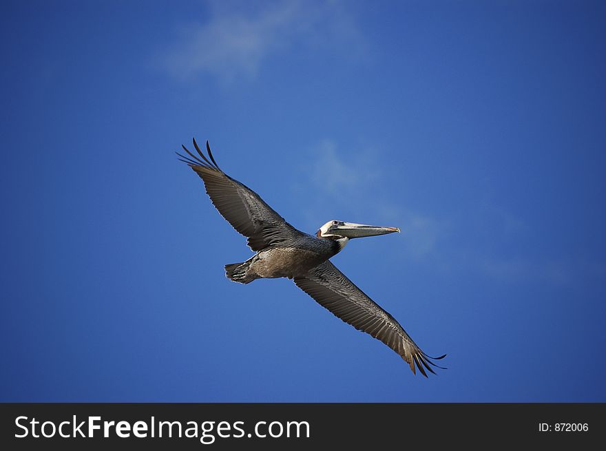 A pelican patrols over the waters of Ponce Inlet, Florida. A pelican patrols over the waters of Ponce Inlet, Florida