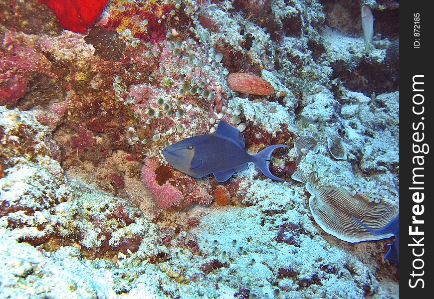 Red-tooth Triggerfish