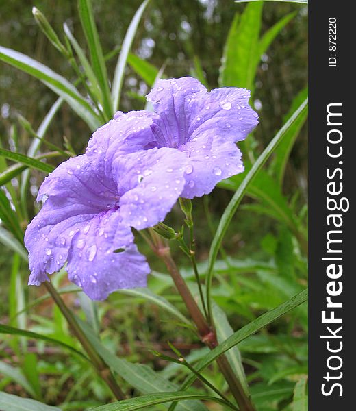 Dew drops on twin flowers