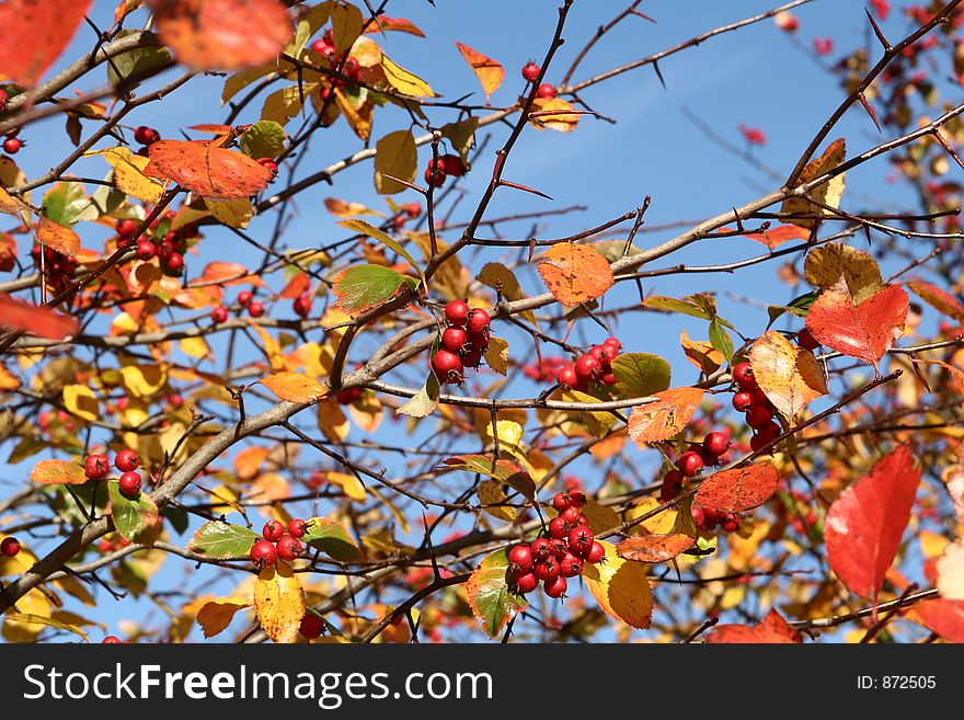 Autumn in the countryside in denmark. Autumn in the countryside in denmark