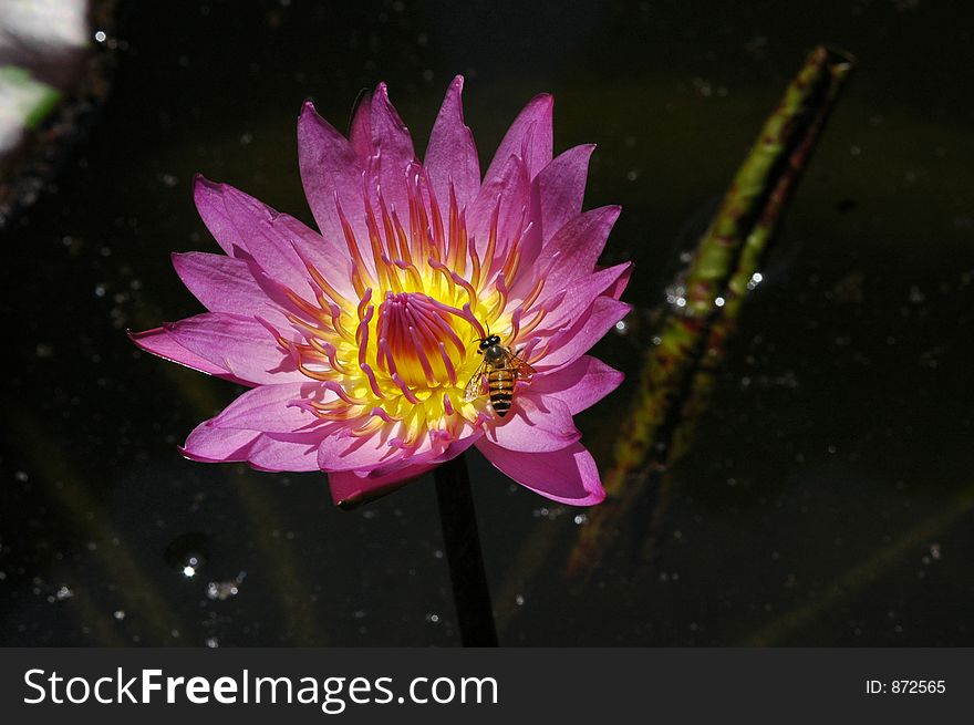 Water lily at the pond