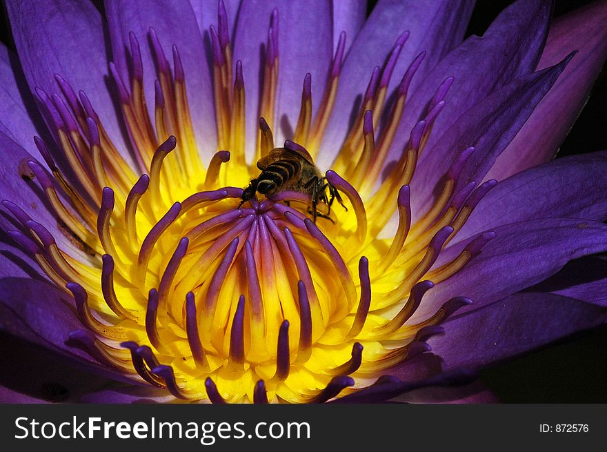 Water Lily And Bee