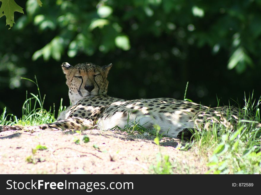 lazy Cheetah