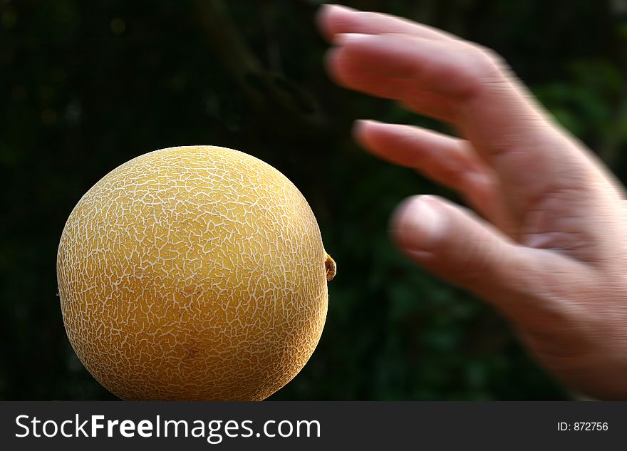 Close up picture of fruits , a study of colours and forms, a blurred hand (motion blur) on the way to a melon. Close up picture of fruits , a study of colours and forms, a blurred hand (motion blur) on the way to a melon
