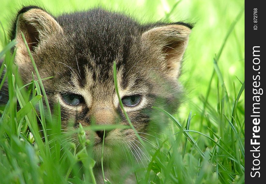 Little cat playing in the grass