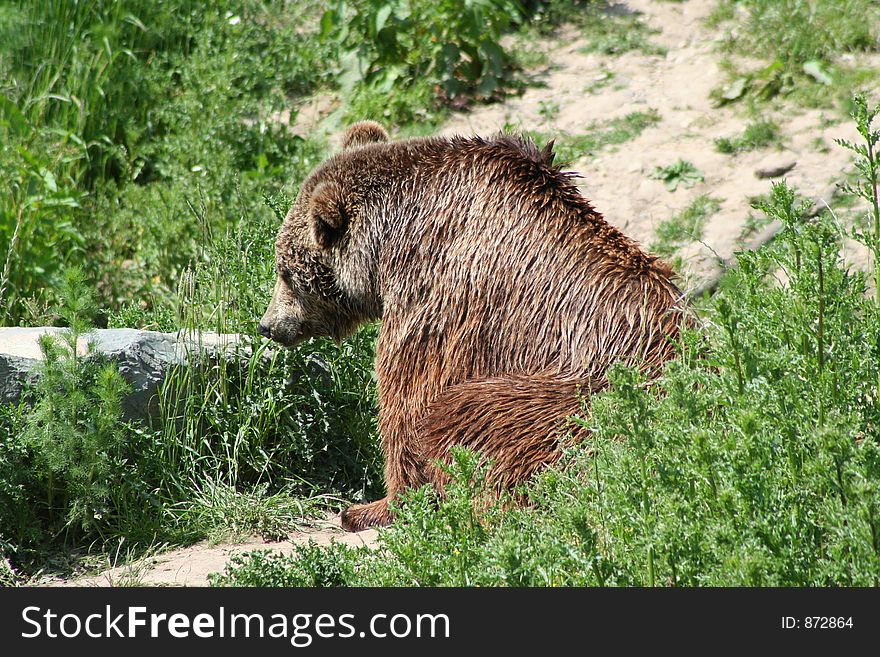 Brown Bear looking for food