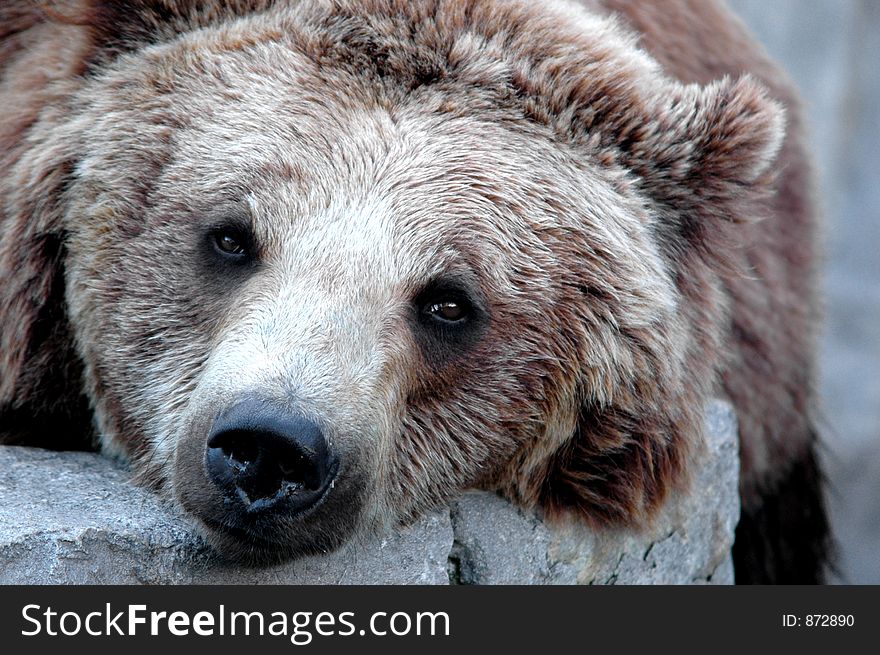 Close-up of a grizzly bear