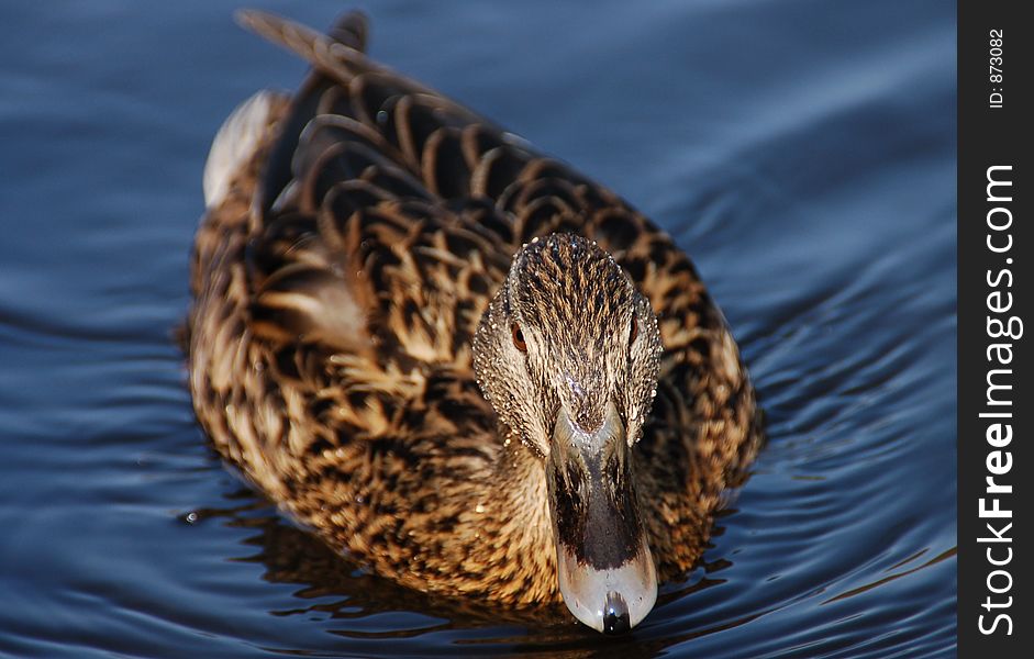 Dutch female duck