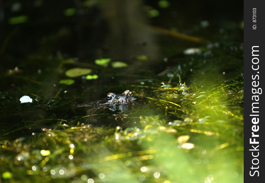 Frog sticking eyes out of the water. Frog sticking eyes out of the water