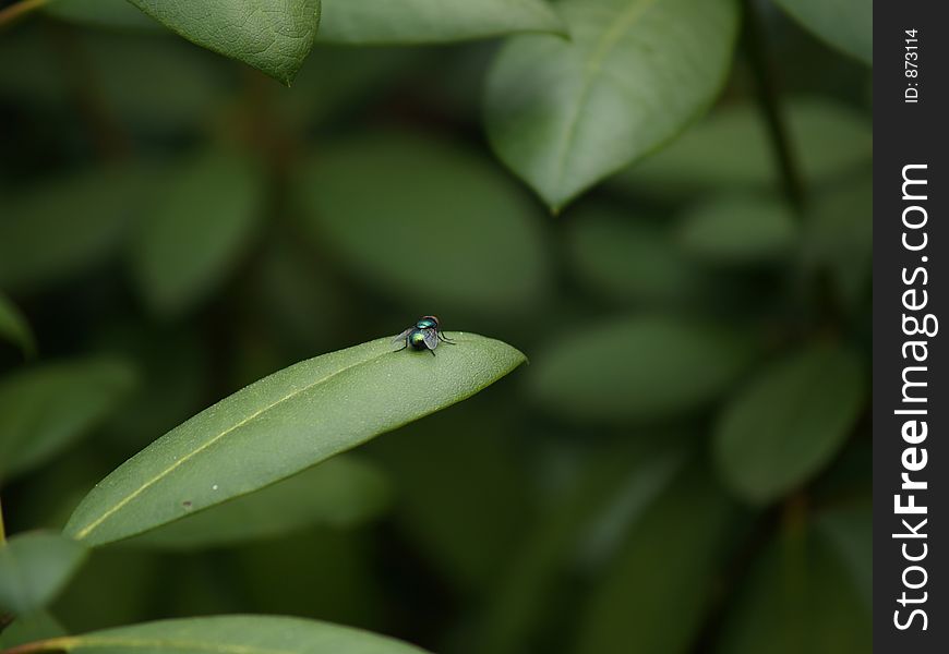 Small fly on a large leaf. Small fly on a large leaf