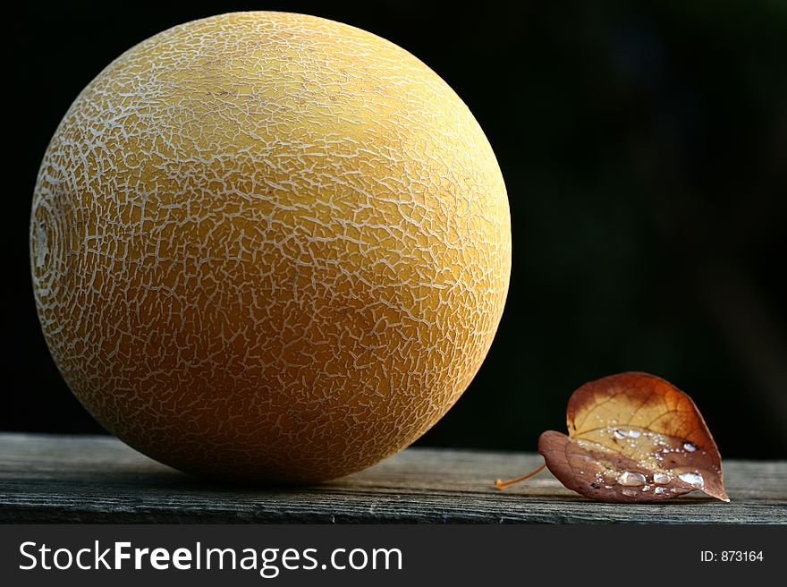 Wet Leaf And Melon