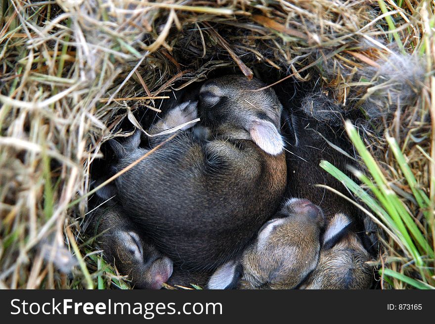 Nest of baby bunnies. Nest of baby bunnies