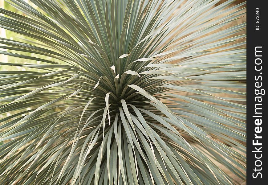 Close up of an exotic spikey plant