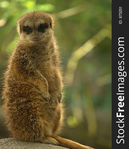 Standing meerkat staring at the viewer