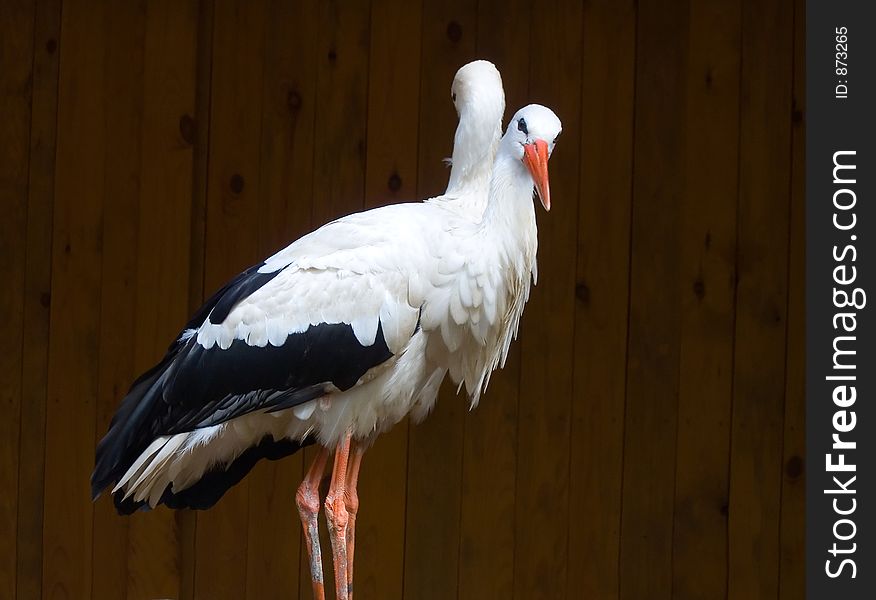 Couple beautiful stork. Couple beautiful stork