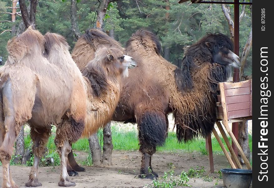Couple camel eats