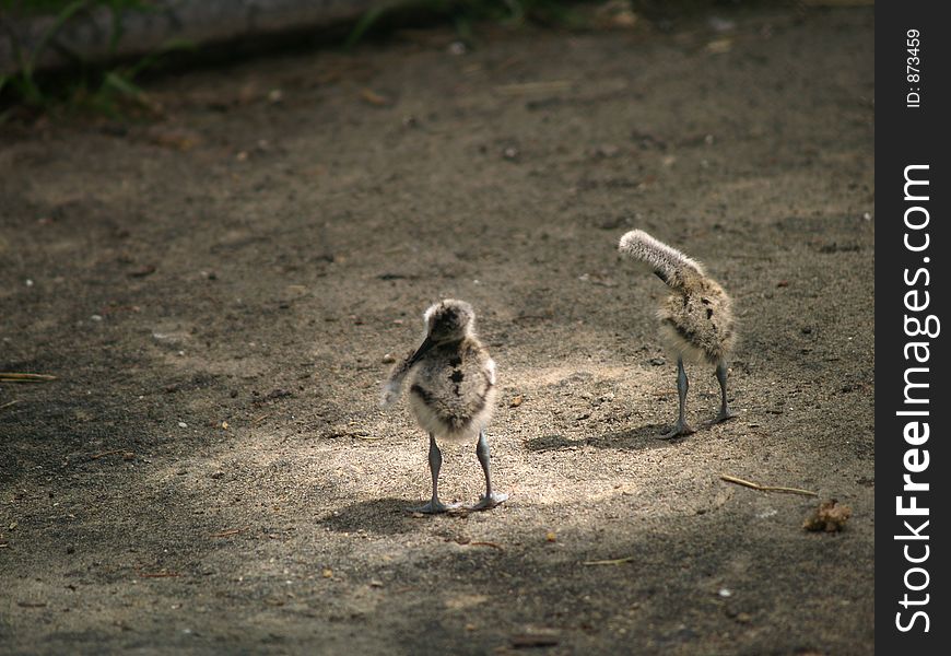 Young Chicks trying to stand