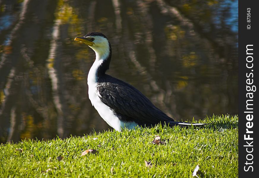 A cormorant rests on the riverbank