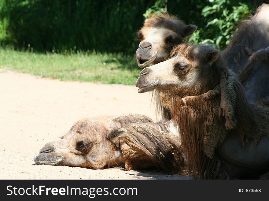 Lazy Camels