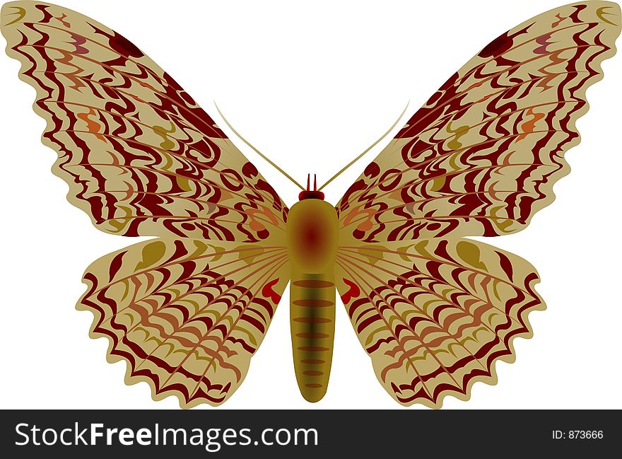 Agrippina moth