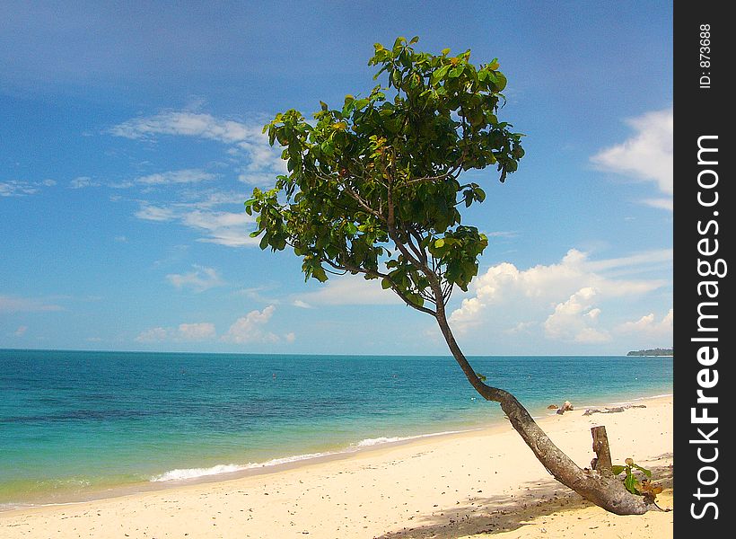 Lonely tree at blue sandy beach. Lonely tree at blue sandy beach
