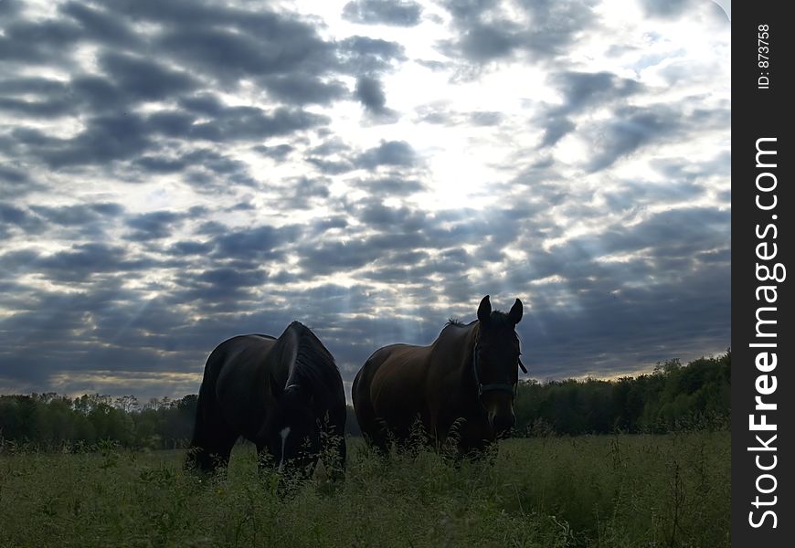 Grazing horses in the late day. Grazing horses in the late day.