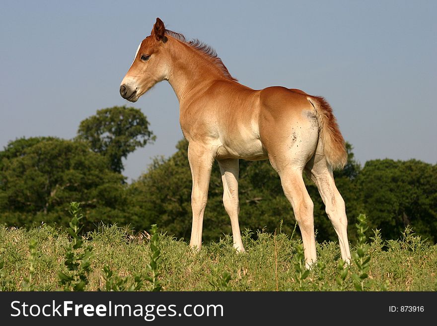 Chestnut colt standing on hillside in morning sunlight. Chestnut colt standing on hillside in morning sunlight