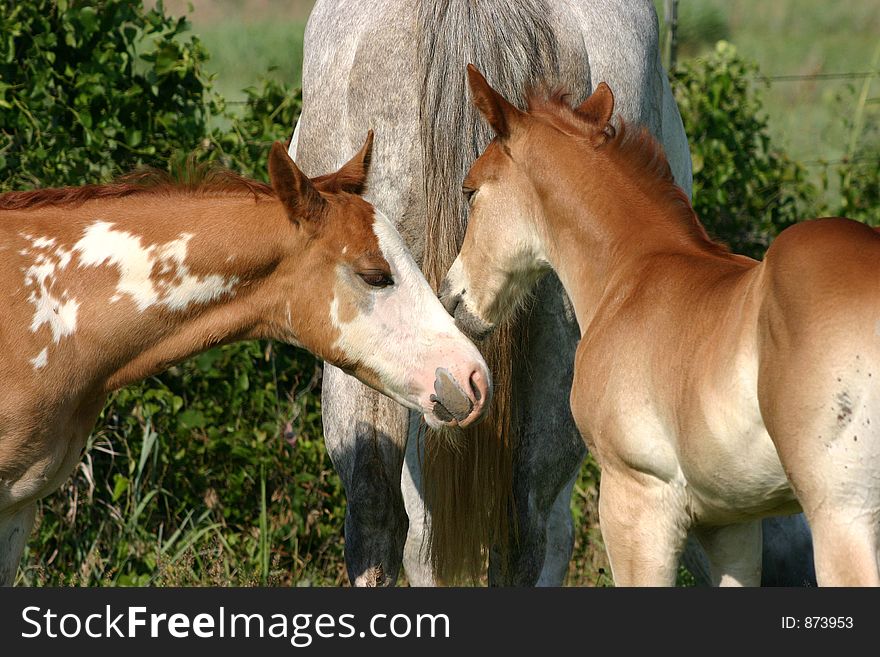 Two colts hanging out together, gray mare in background, morning sunshine.