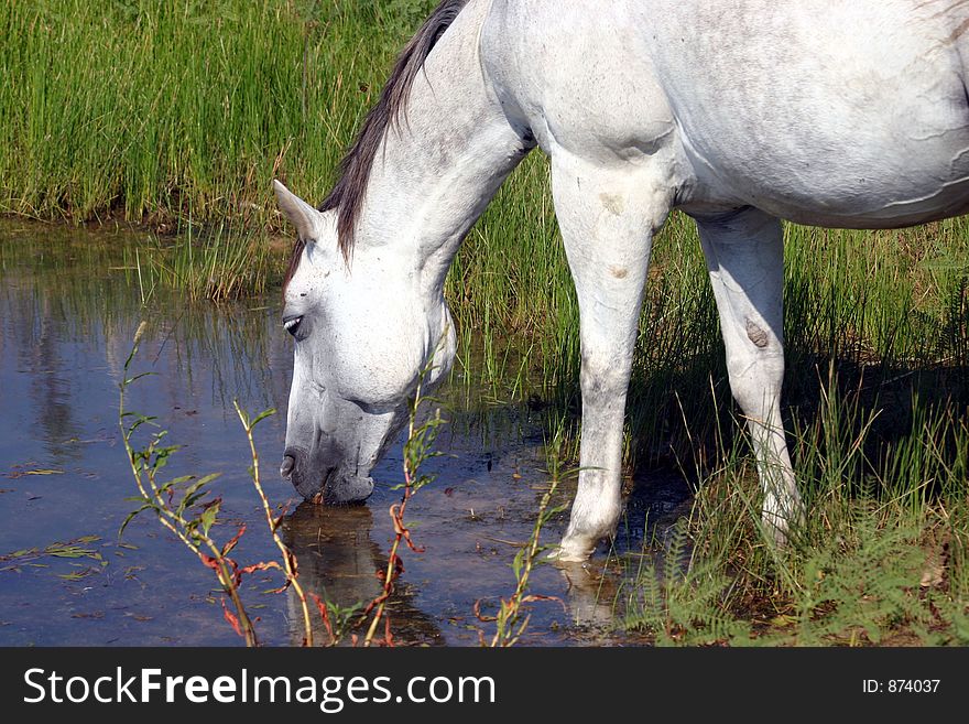 Dapple gray horse drinking at pond with green reeds on shore, morning sunshine. Dapple gray horse drinking at pond with green reeds on shore, morning sunshine.