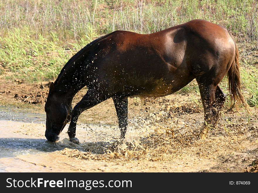 Chestnut horse pawing and splashing muddy water in pond on hot summer day. Chestnut horse pawing and splashing muddy water in pond on hot summer day