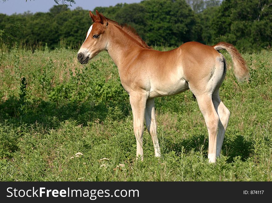 Colt in Pasture