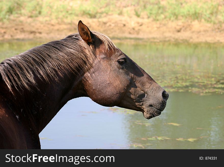 Brown horse standing beside pond holding water in her mouth after getting drink. Brown horse standing beside pond holding water in her mouth after getting drink
