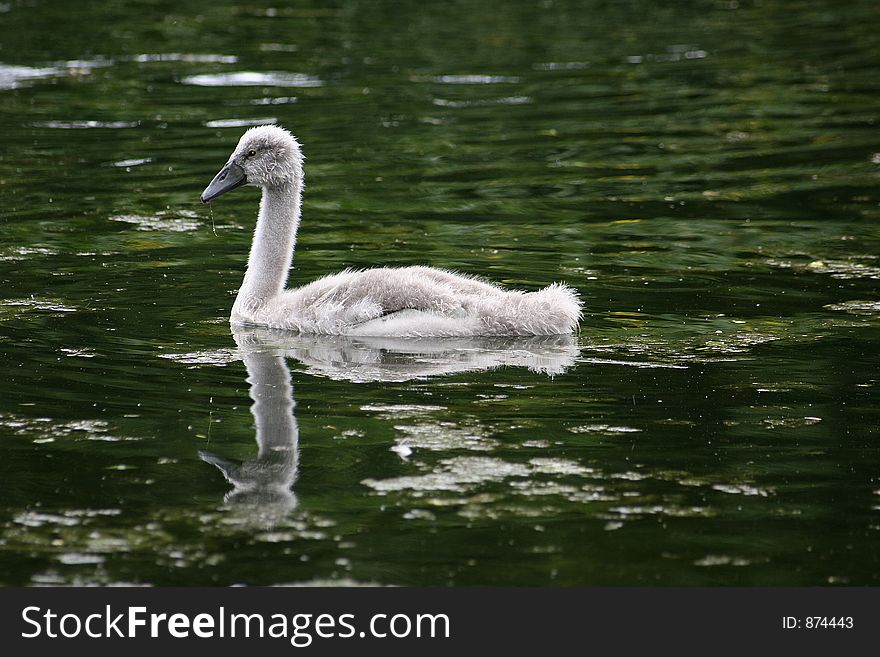 Baby Swan in lake
