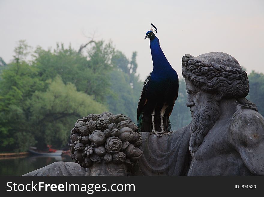 Peacock sitting on a sculpture. Peacock sitting on a sculpture.