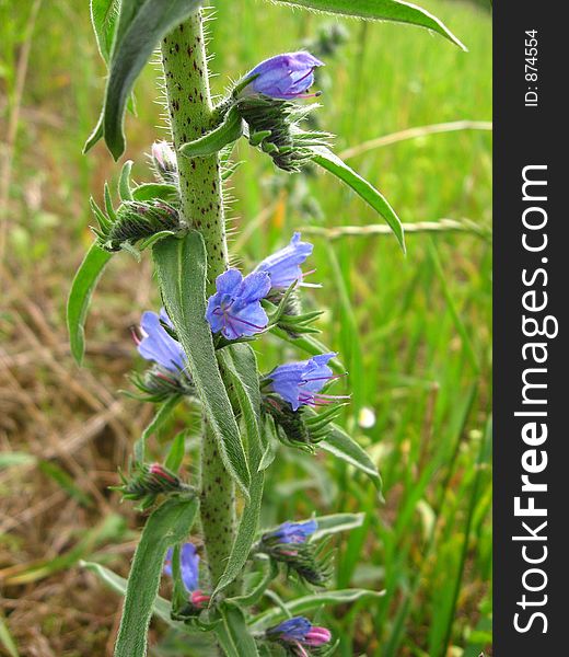 Blue flower in the grass