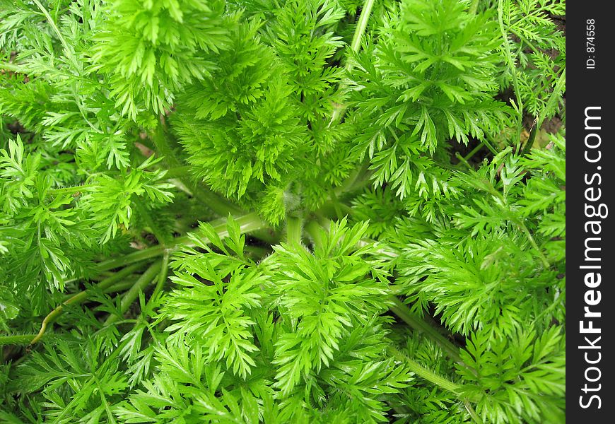 Carrot leaves view from top