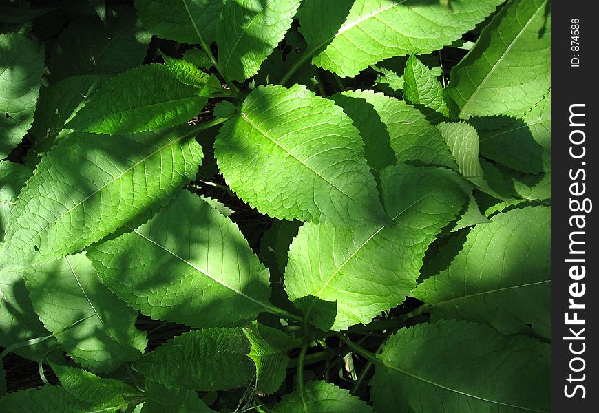 Large leaves in contrasting light and shadow. Large leaves in contrasting light and shadow