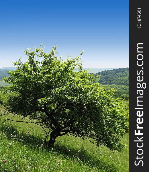 Single tree on a hill