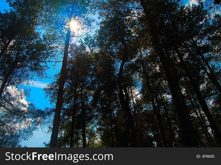 Sunlight In Woodland