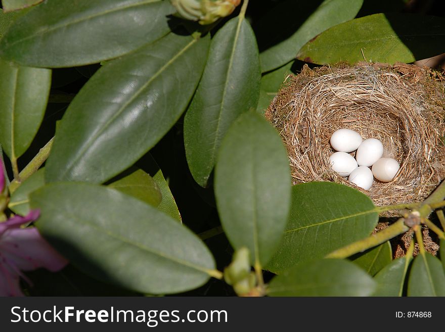 Bird S Nest II