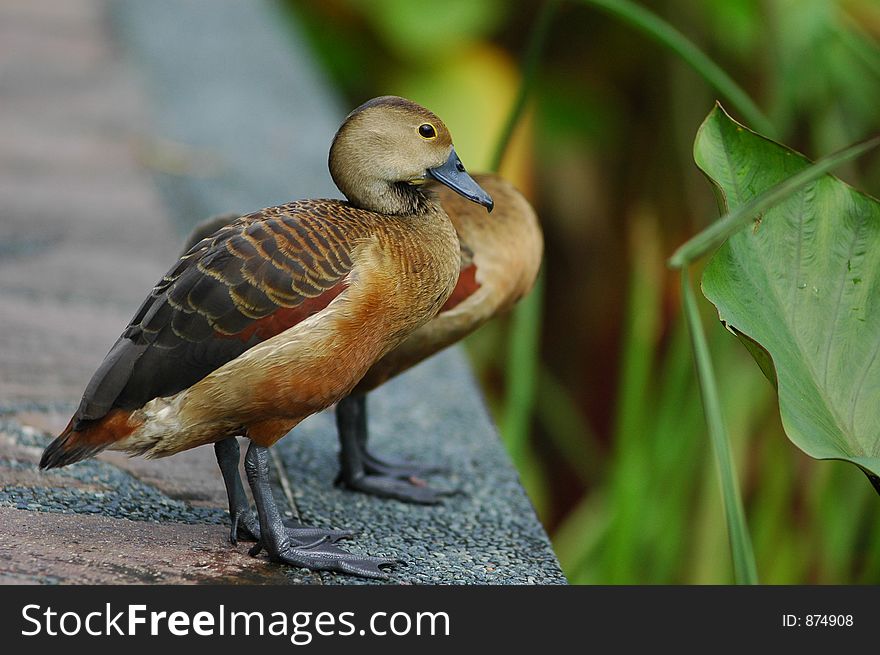 Ducks by the pond