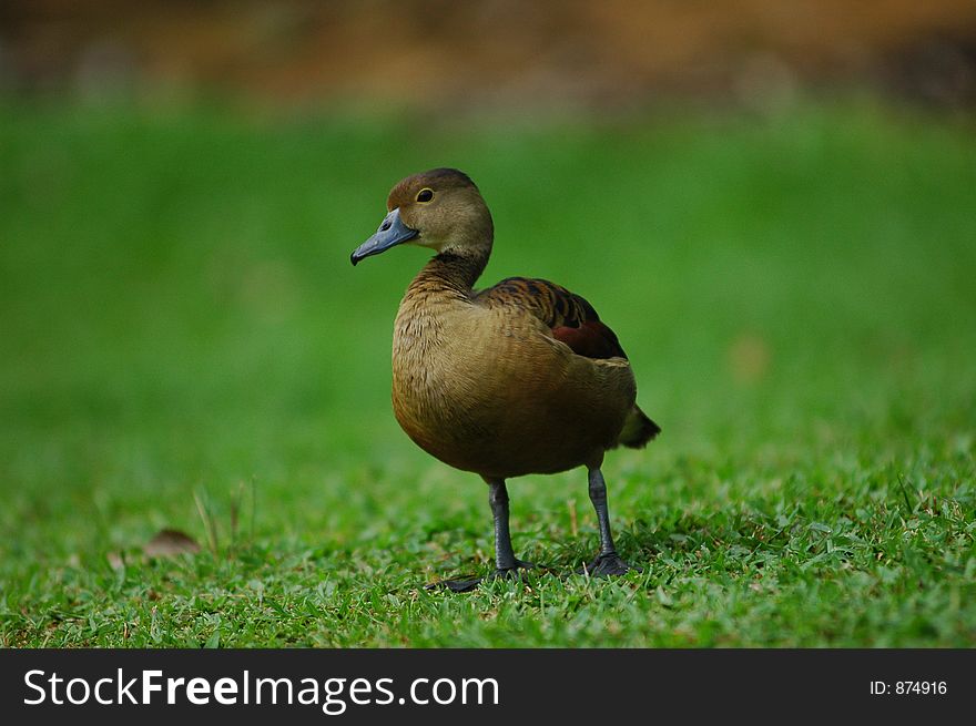 Duck on grass