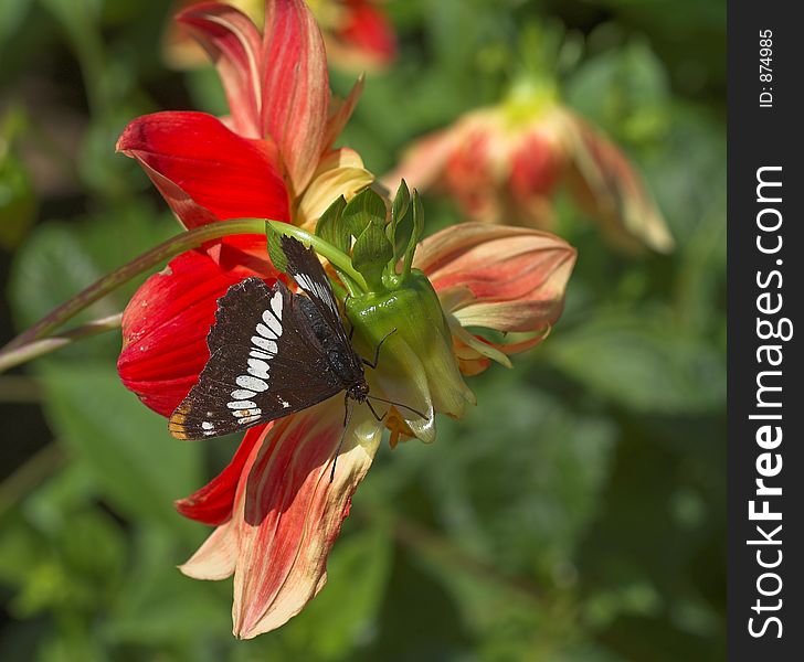 Butterfly gathering pollen