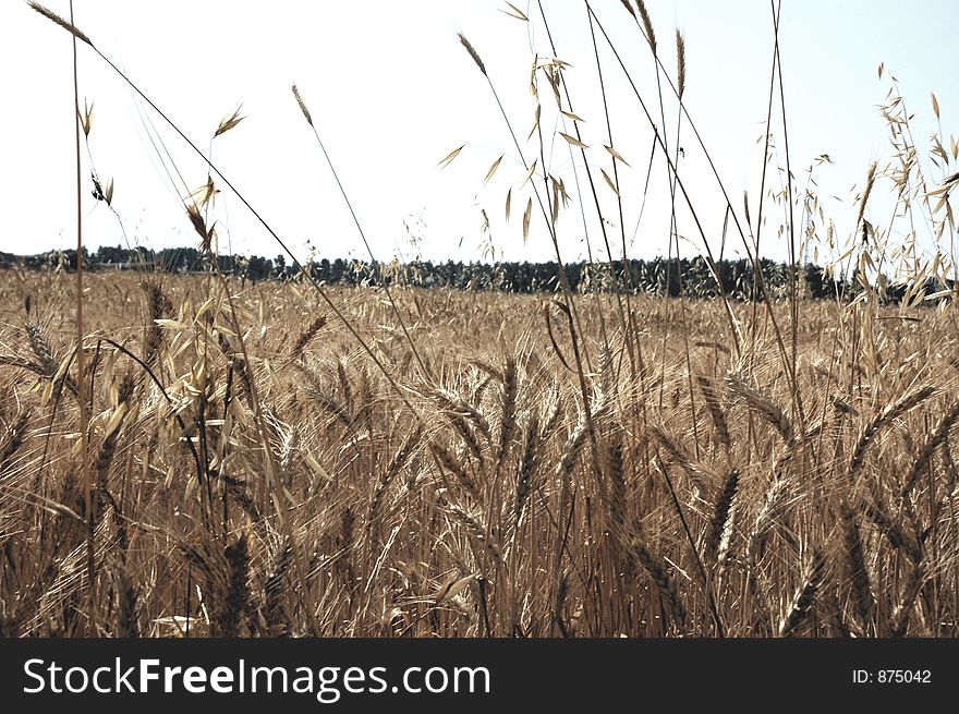 A field of wheat in Israel.
