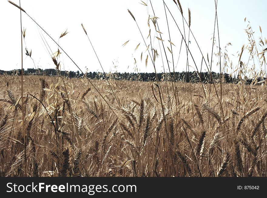 Field Of Wheat