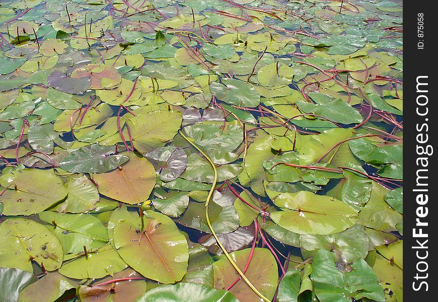 Swamp full of lotuses, water